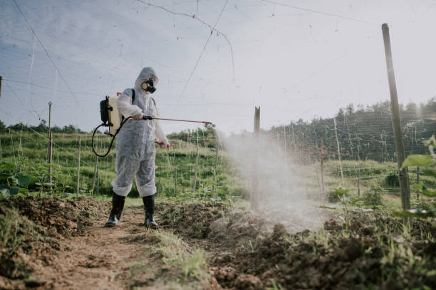 Best Ant Control Services  in Rector, AR