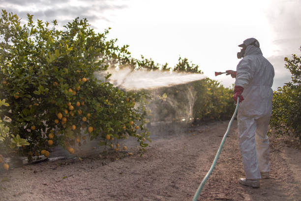 Best Cockroach Control Services  in Rector, AR