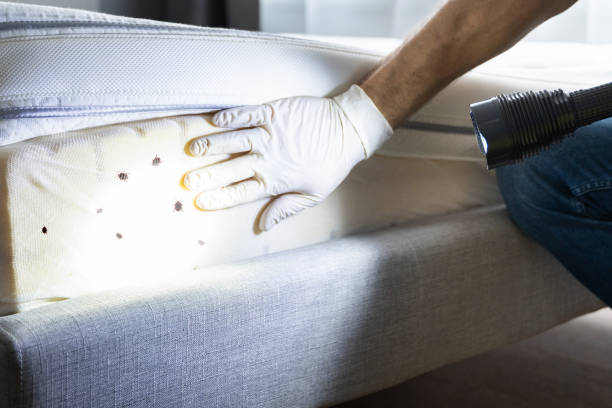 Best Bed Bug Extermination  in Rector, AR